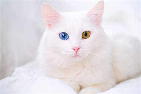 white cats with two different colored eyes|5 Types Of Cat Eye Colors: The Best Explanations.